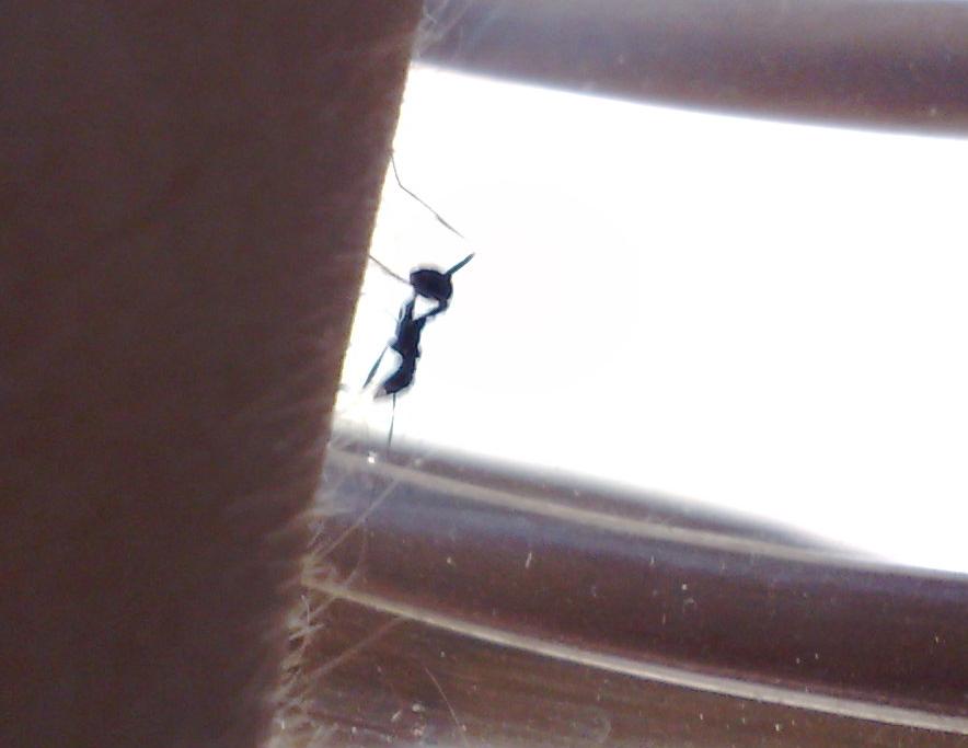 �Posible Lasius?