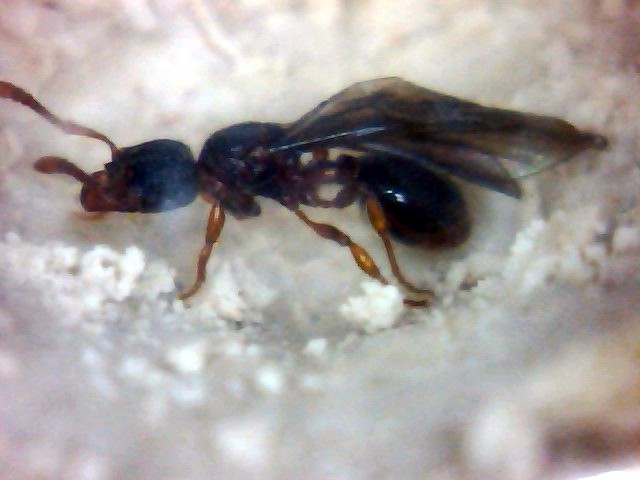 desc-1