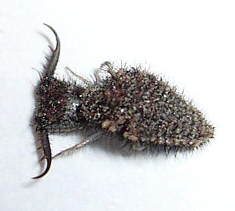 Insecto raro
