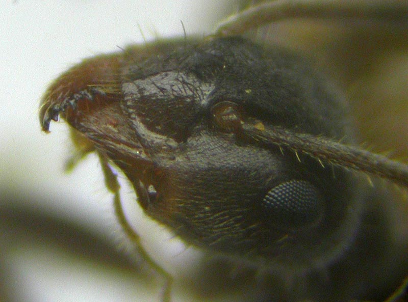 Tapinoma?