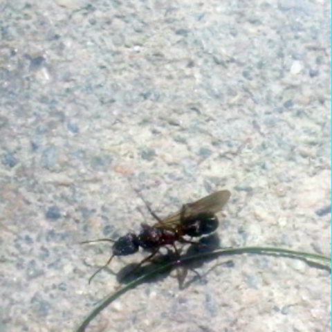 Ectatomma_1