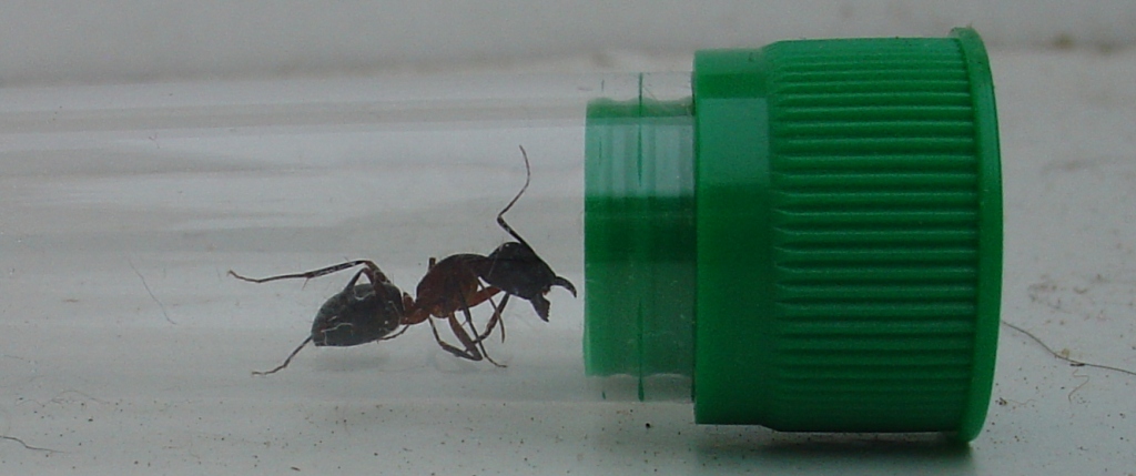 �es formica cunicularia?