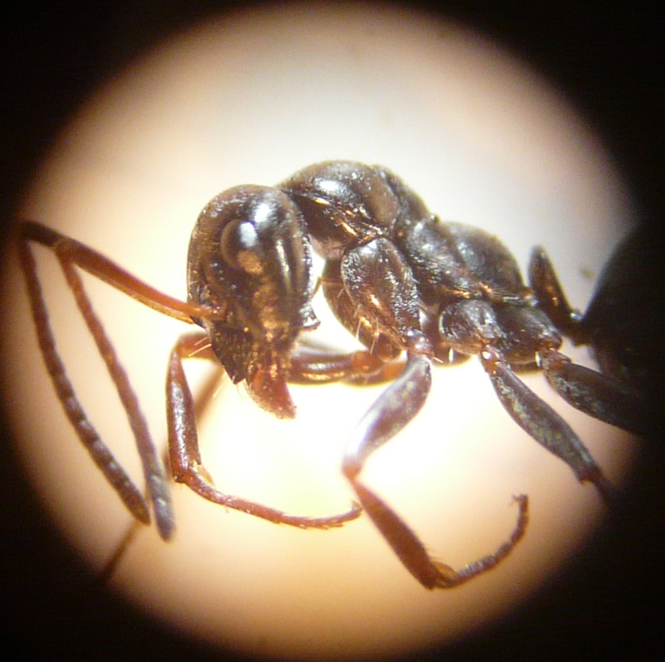 Formica gagates (1)