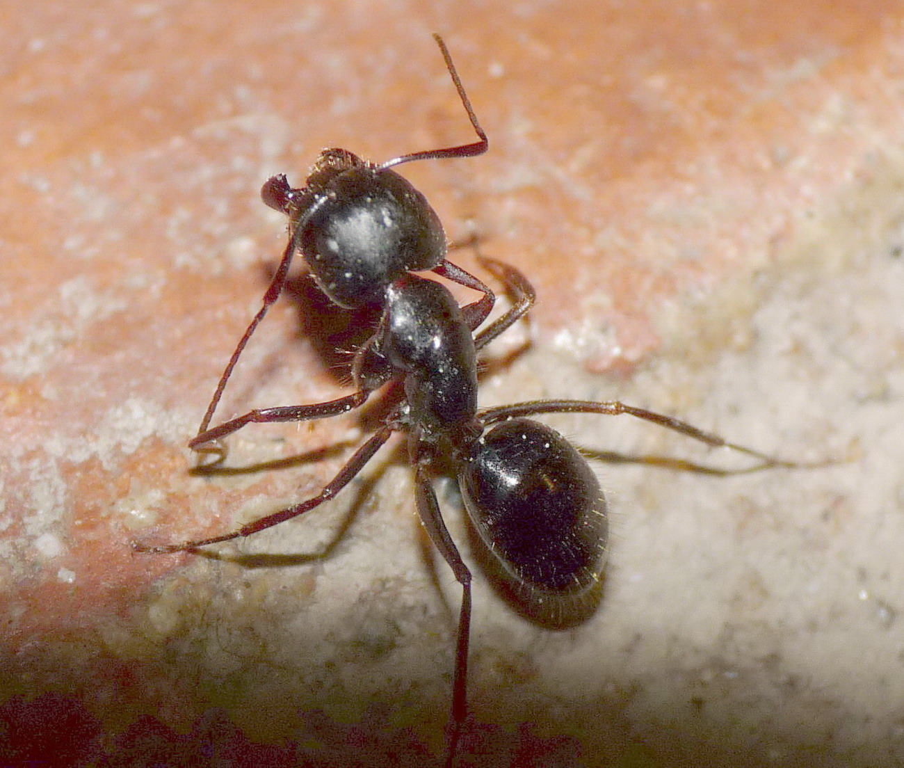 Formicinae...