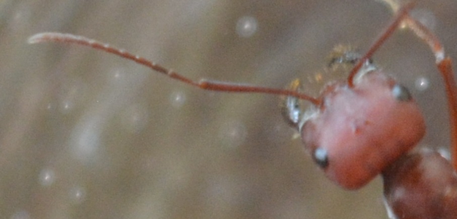 Cataglyphis Nodus
