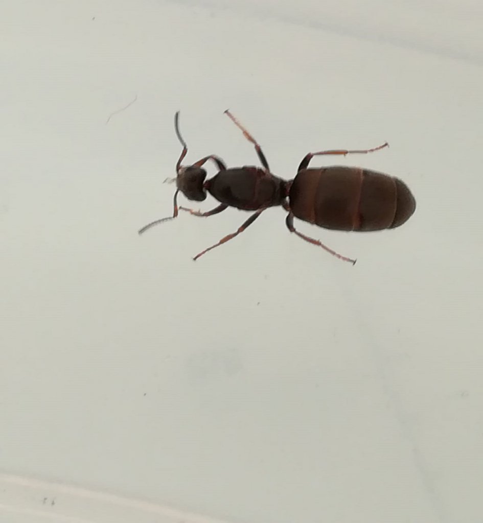 reina sin identificar