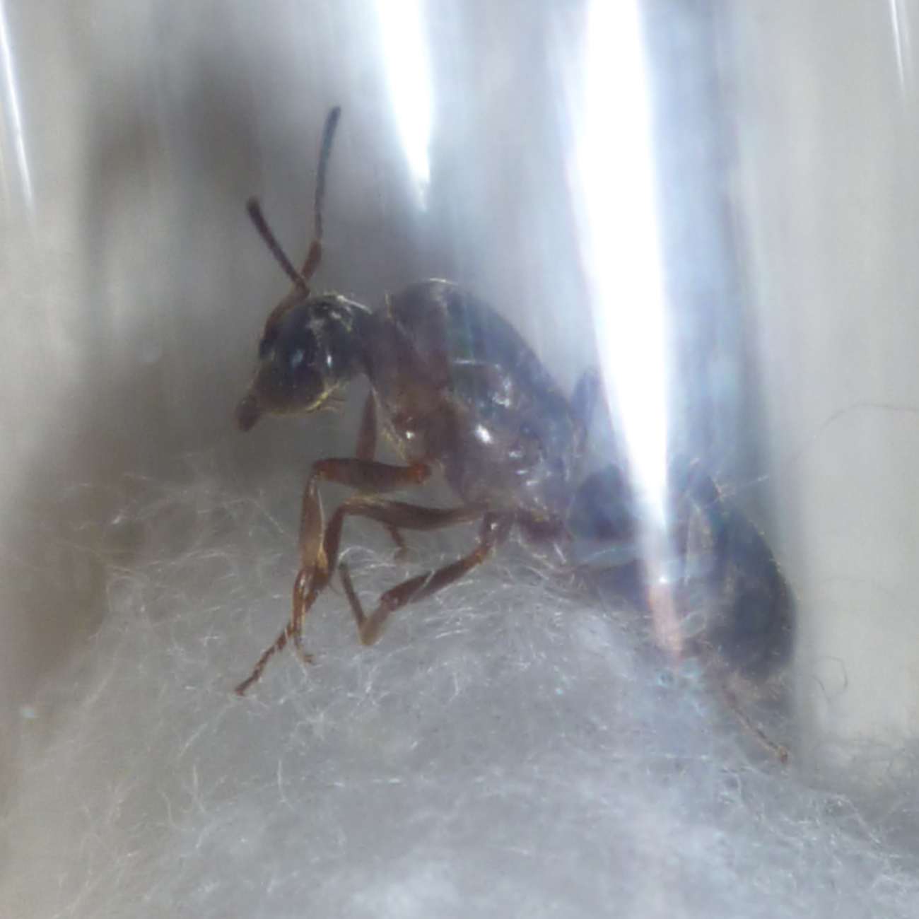 Fuliginosus Lateral 1