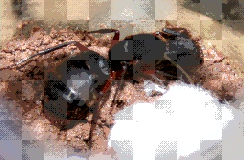 Reina de? Camponotus...?