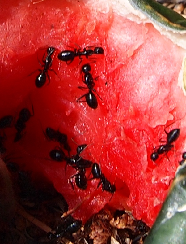 Hormigas para identificar