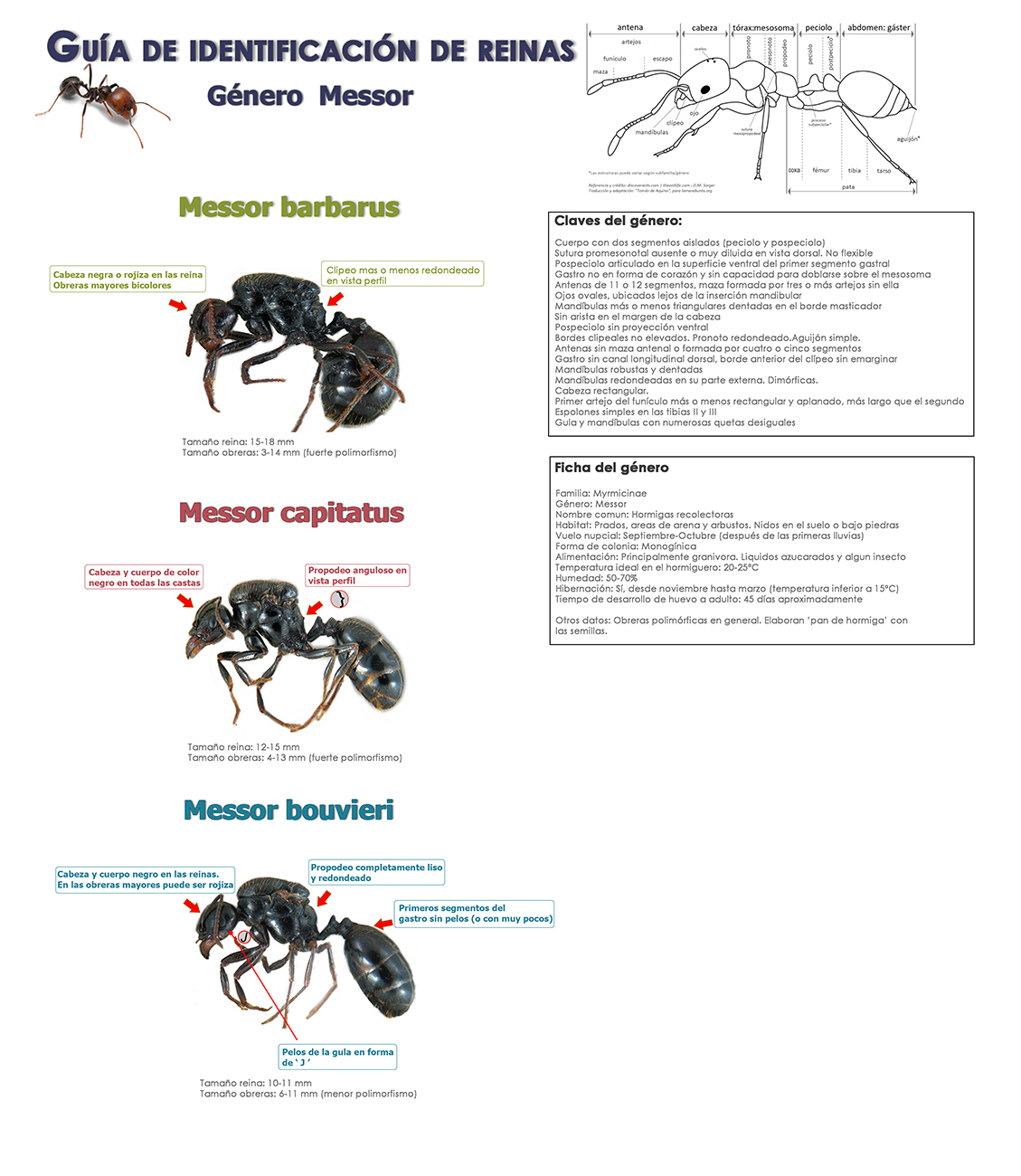 Guia Messor Inconclusa - prueba 2