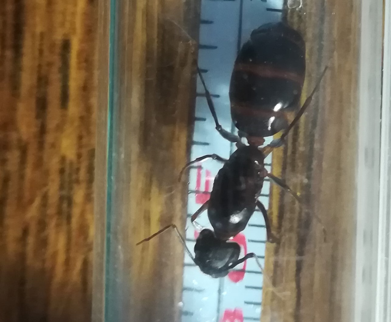H1 Sin identificar