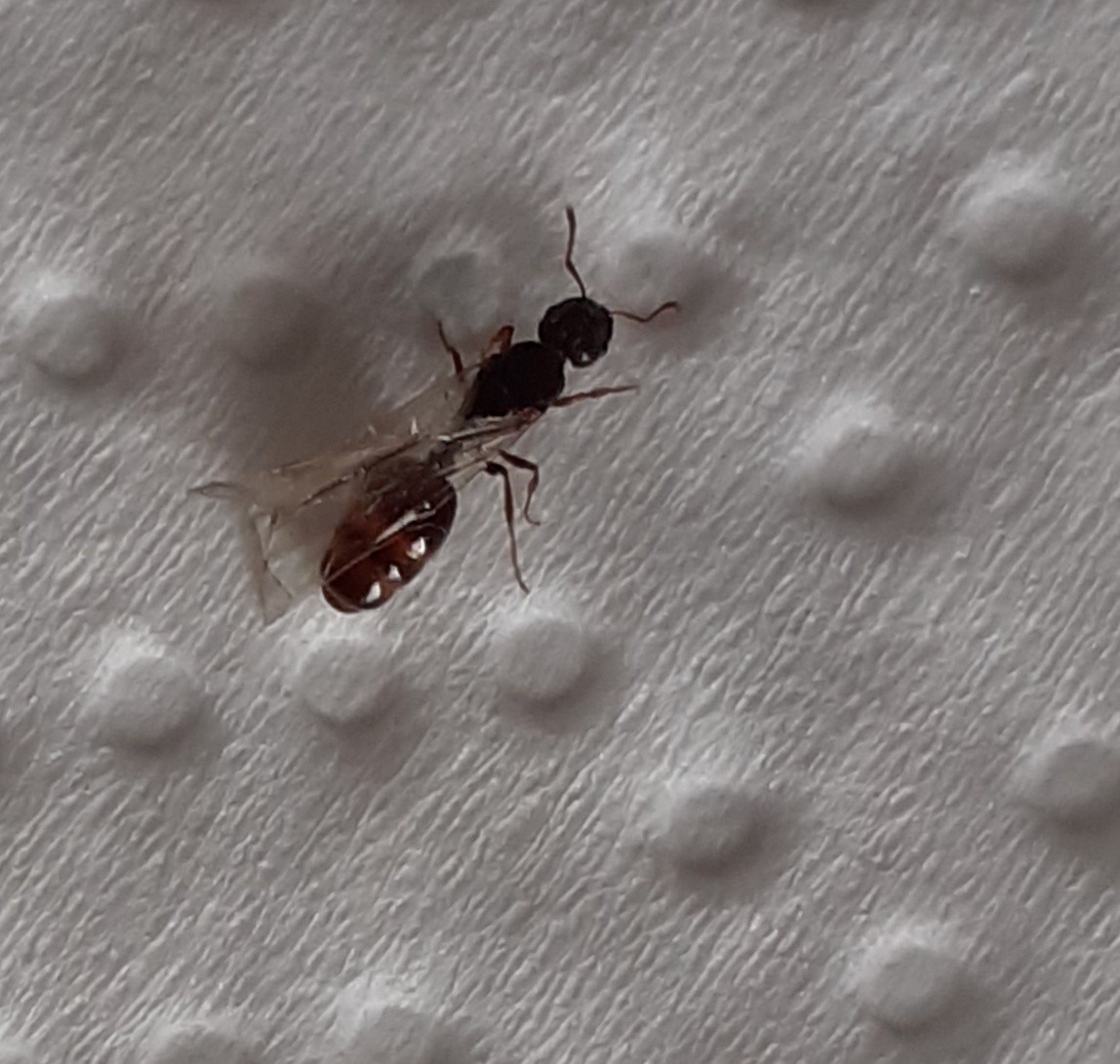 Reina sin identificaro