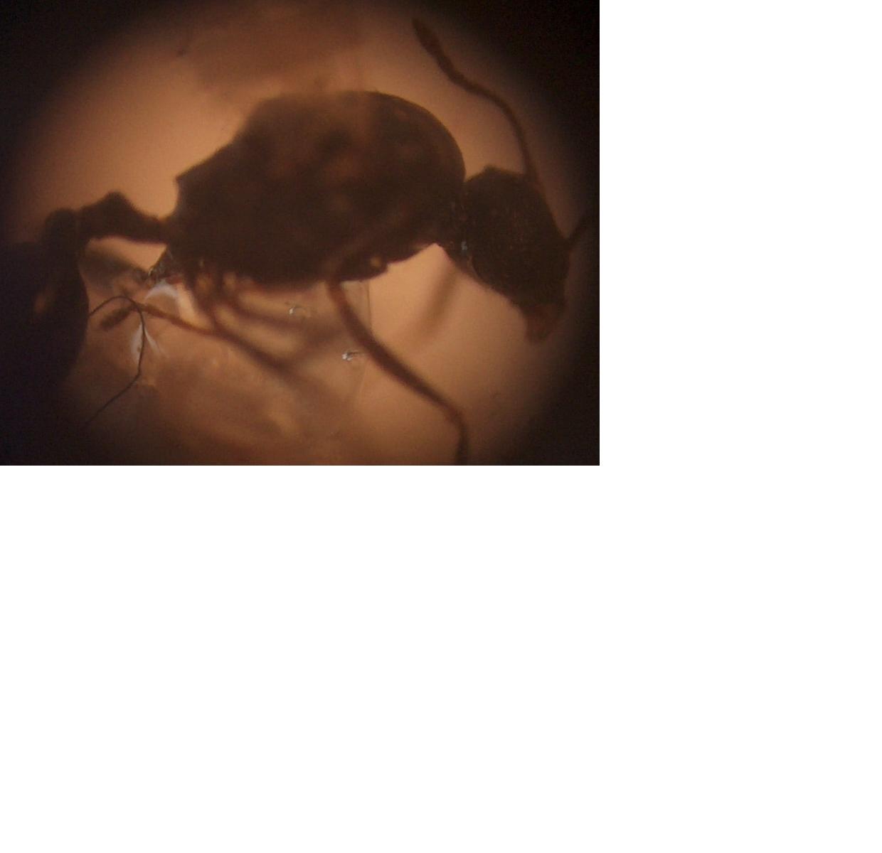 macho mirmicinae