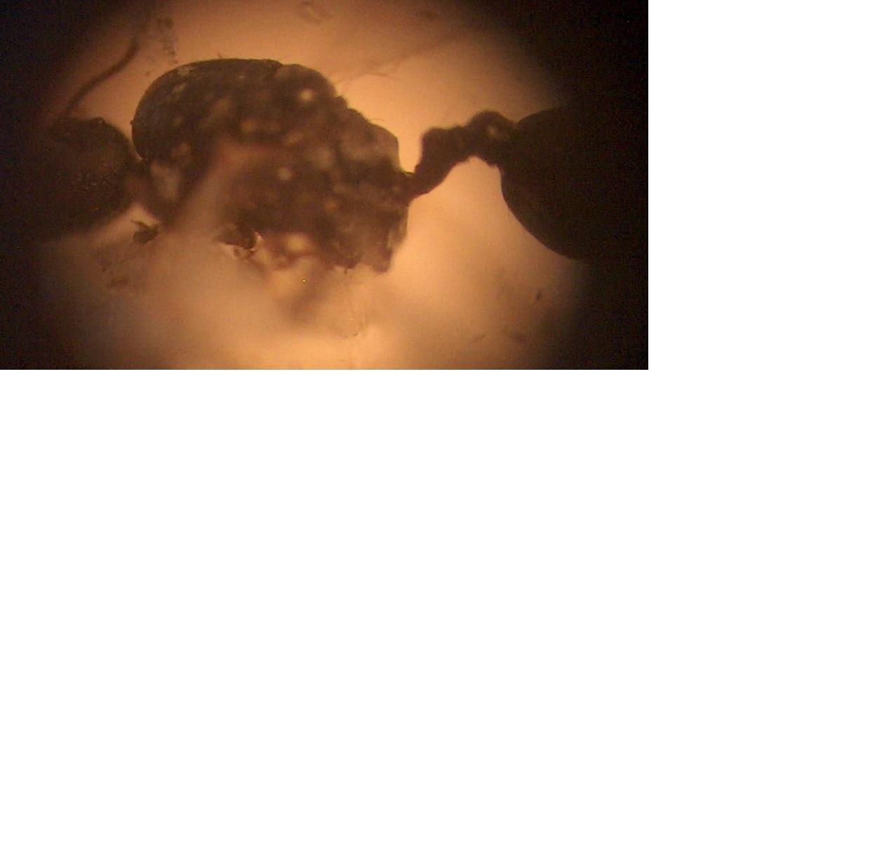 macho mirmicinae