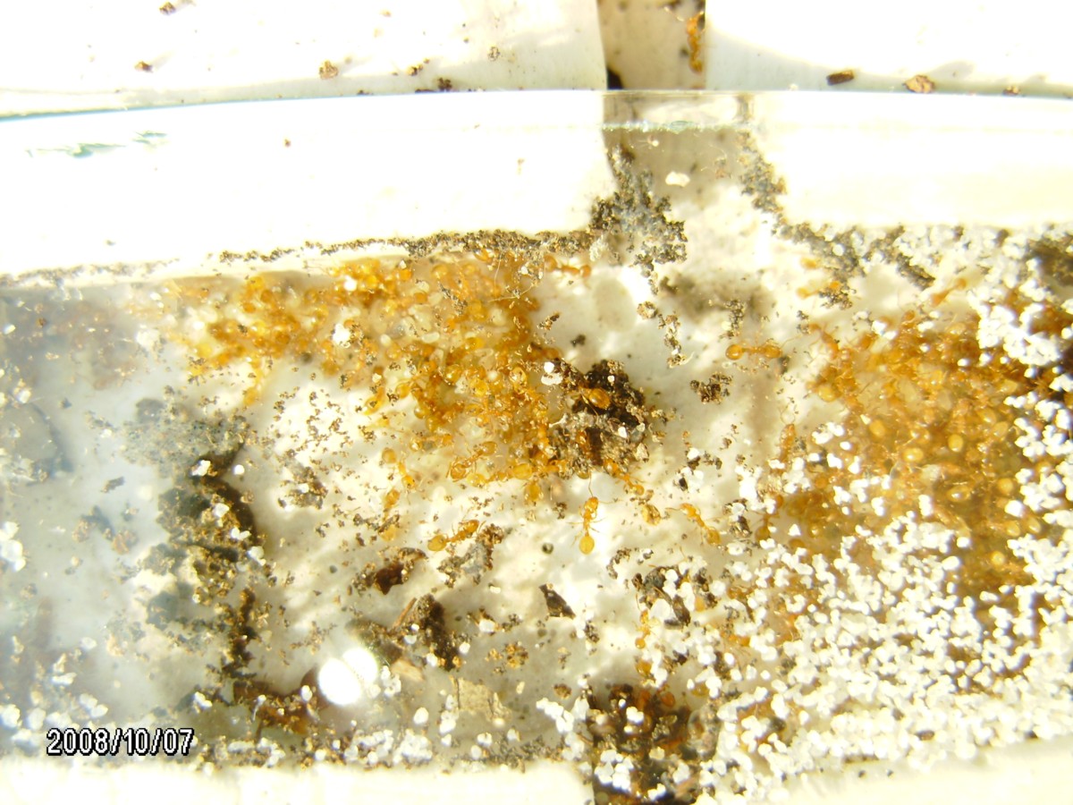 Temnothorax?
