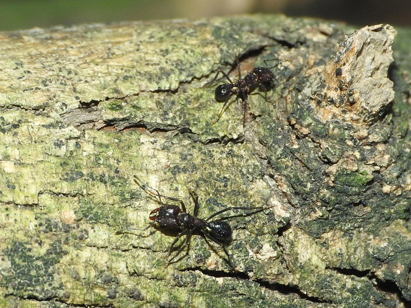 Acromyrmex de Argentina (2)