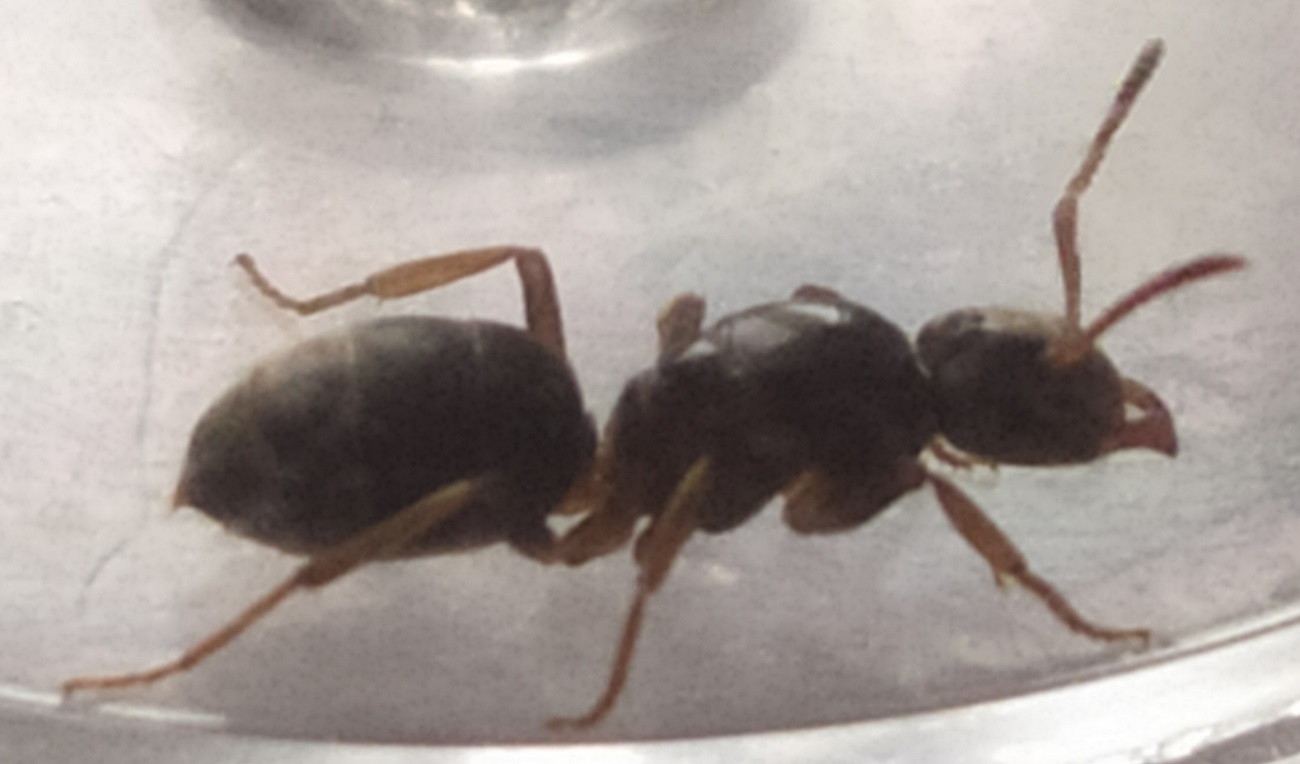 minicolonia