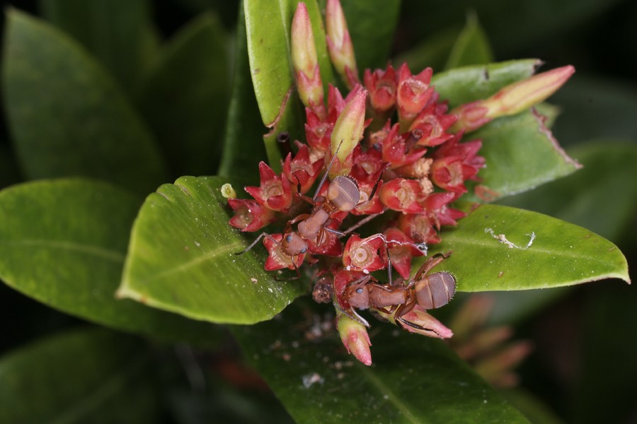 hormigas de costa rica