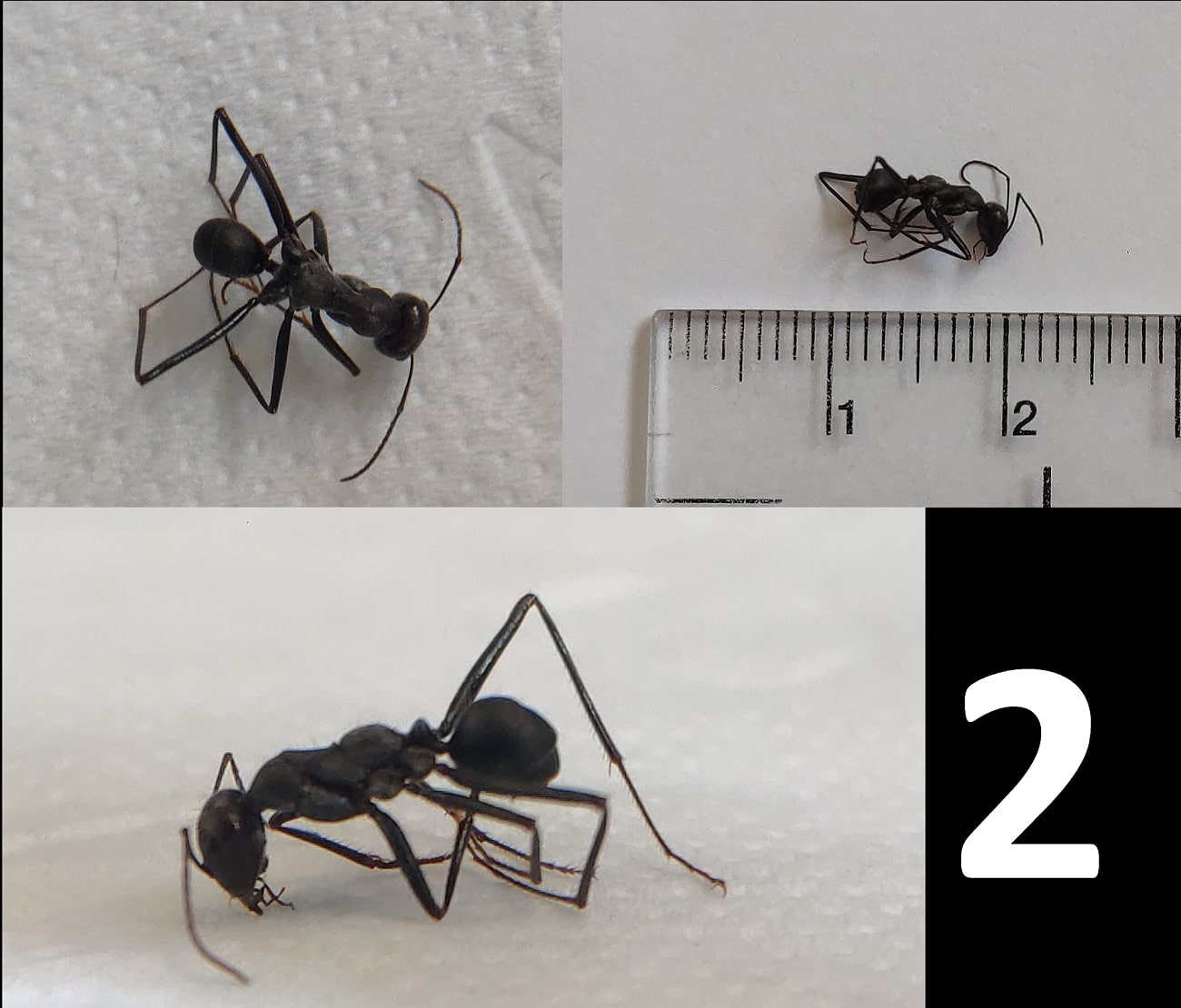 Hormiga desconocida 2