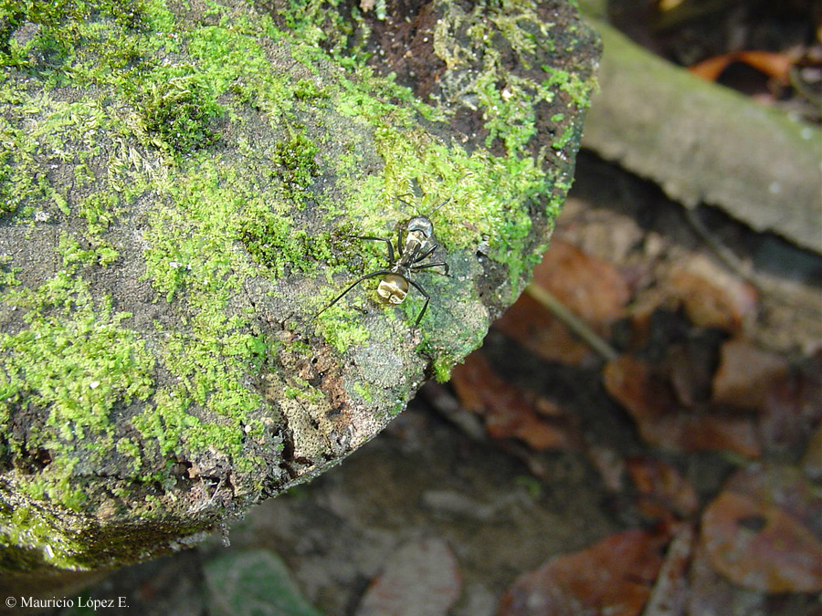 hormigas de costa rica