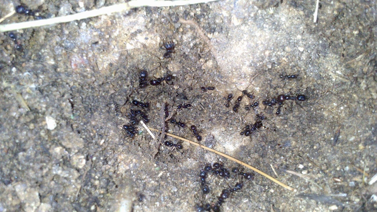 Hormigas Las Rozas3