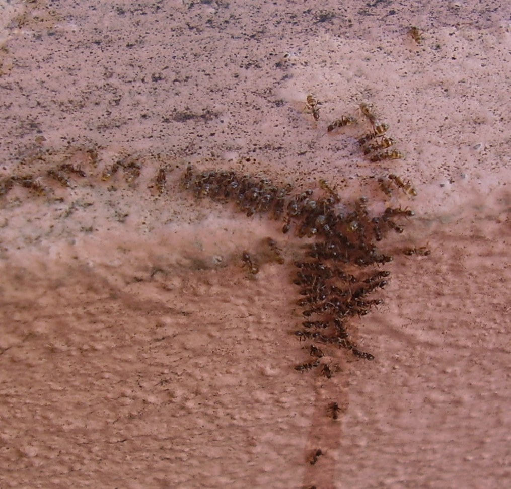 Linephitema?