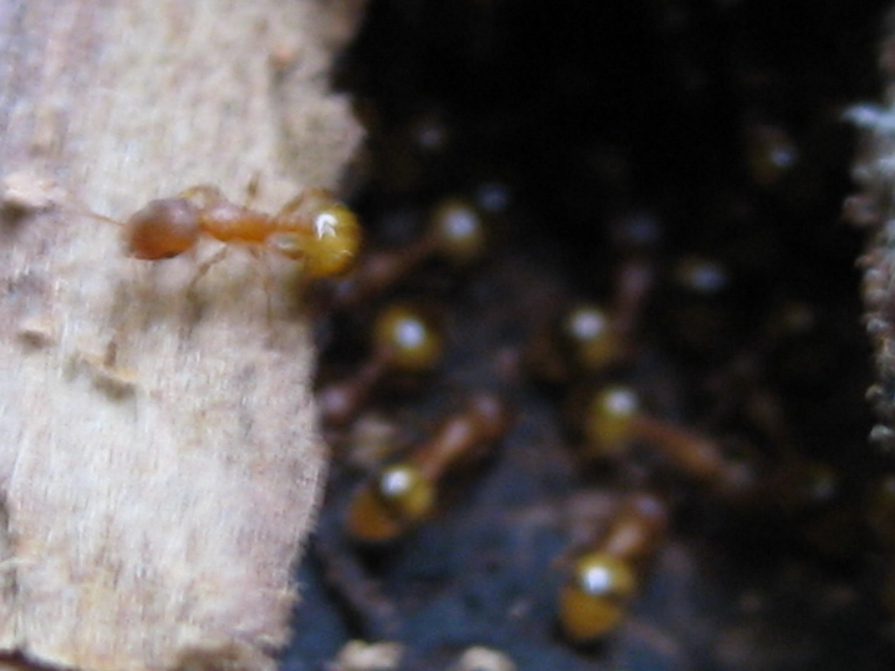 Hormigas madera