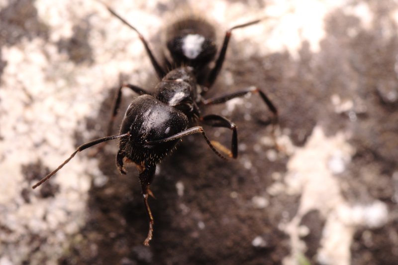 forrestcamponotus
