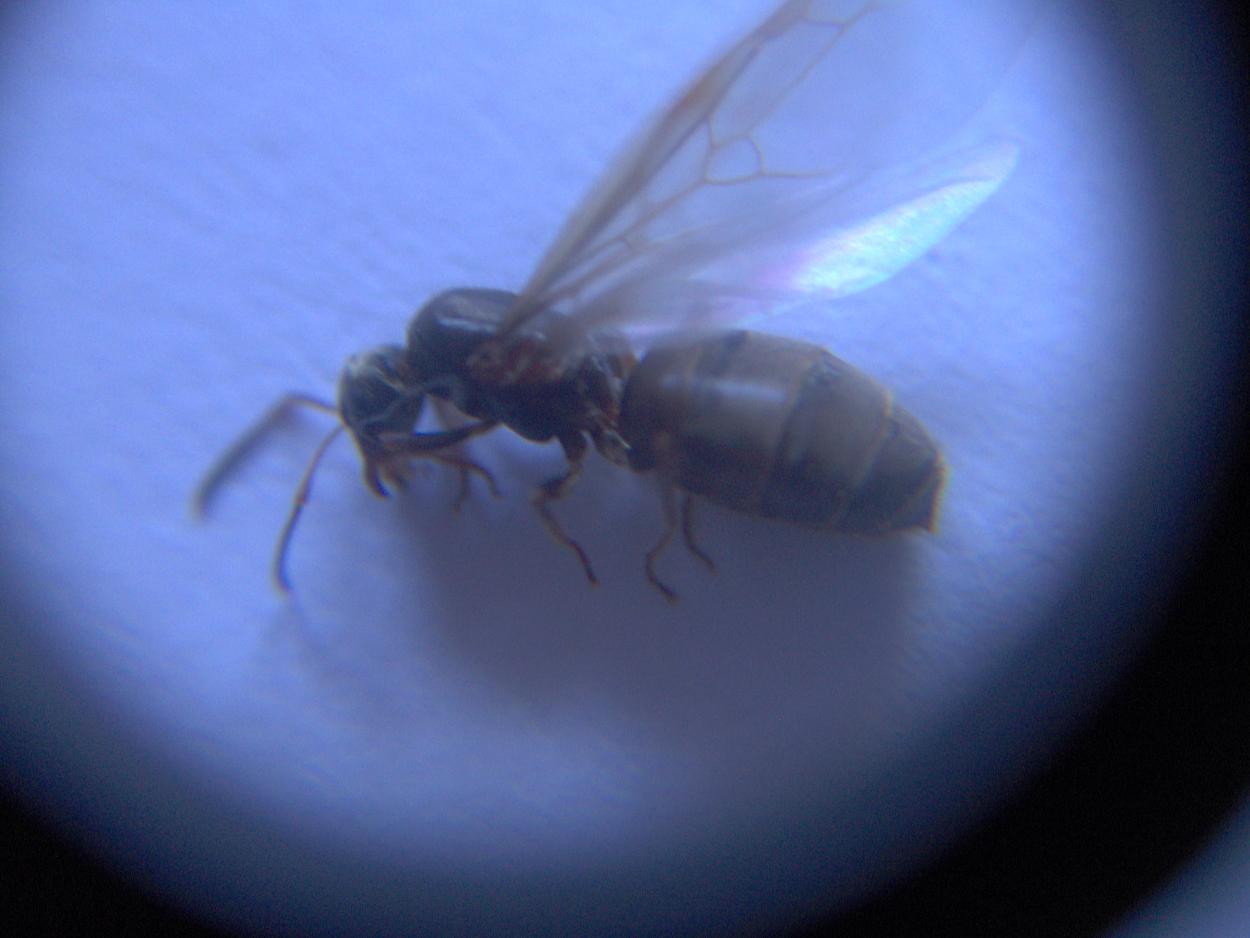 Posible lasius 3??