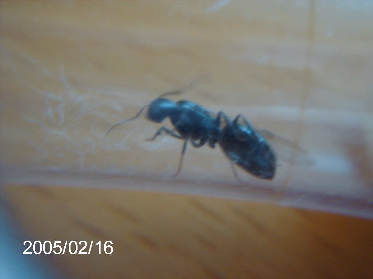 Reina sin identificar 2