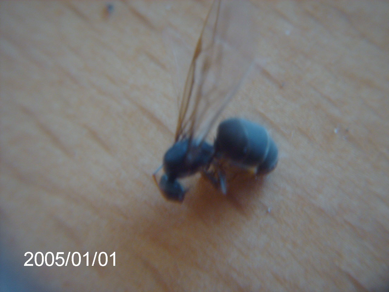 Reina lasius