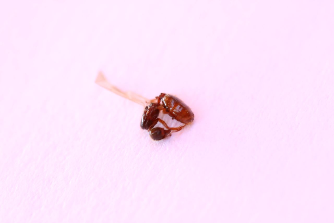reina para identificar