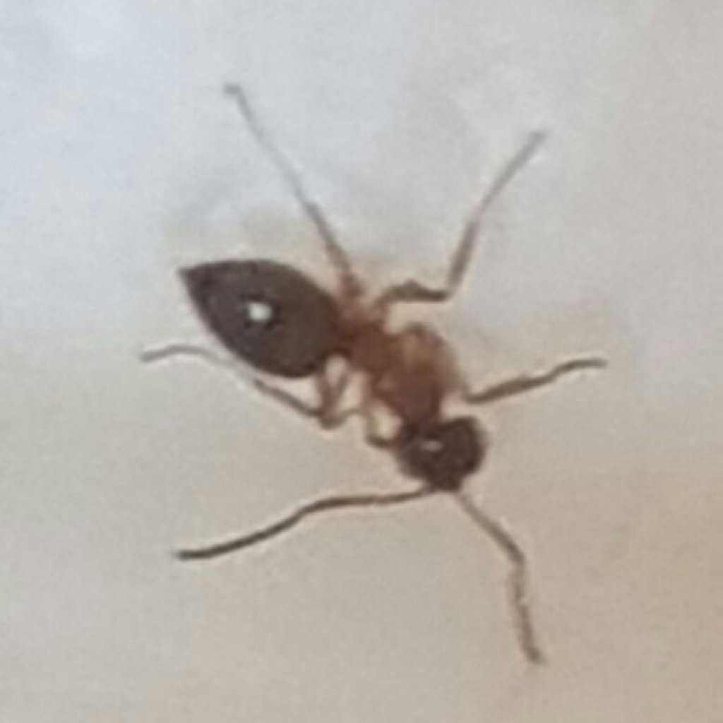 Hormiga de Melilla