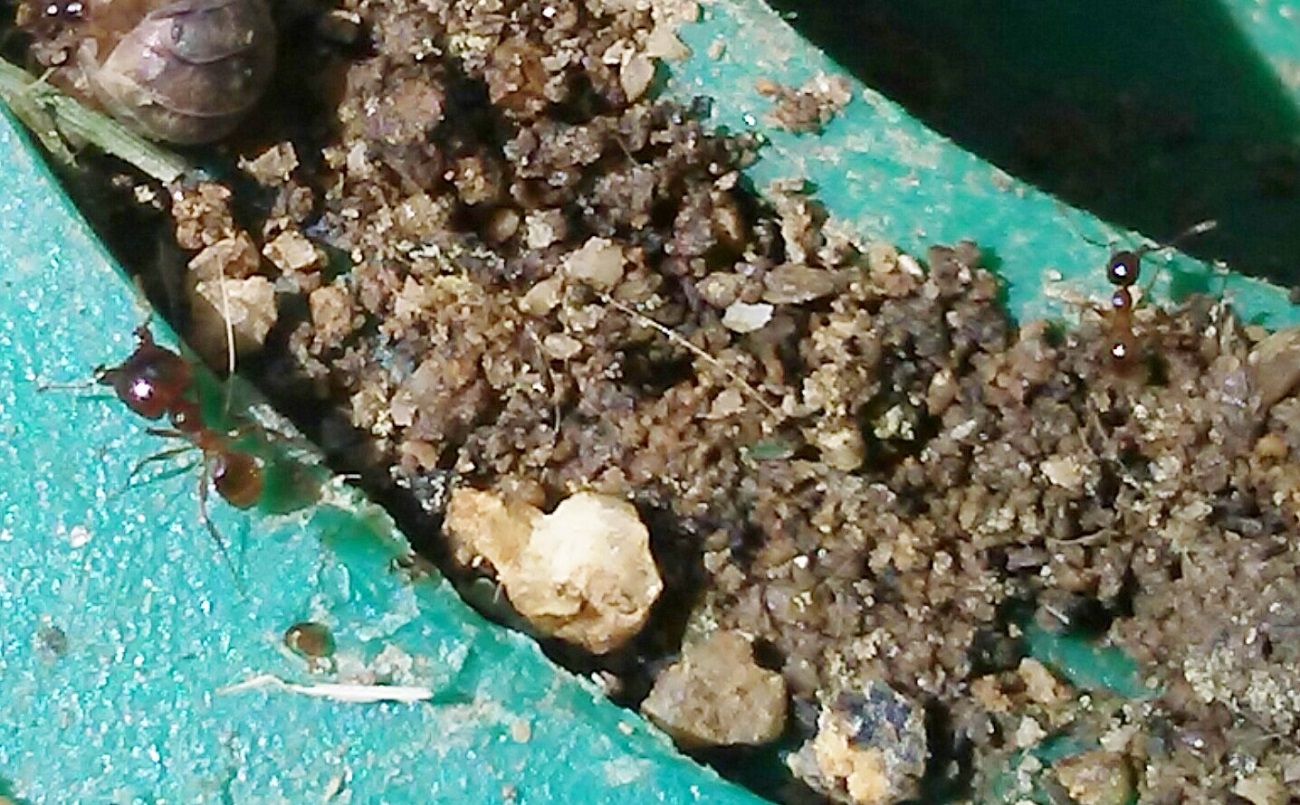 a identificar
