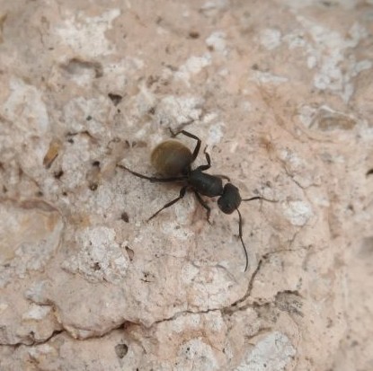 Camponotus