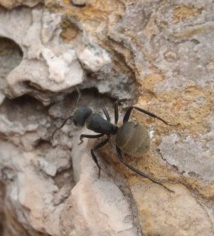 Camponotus