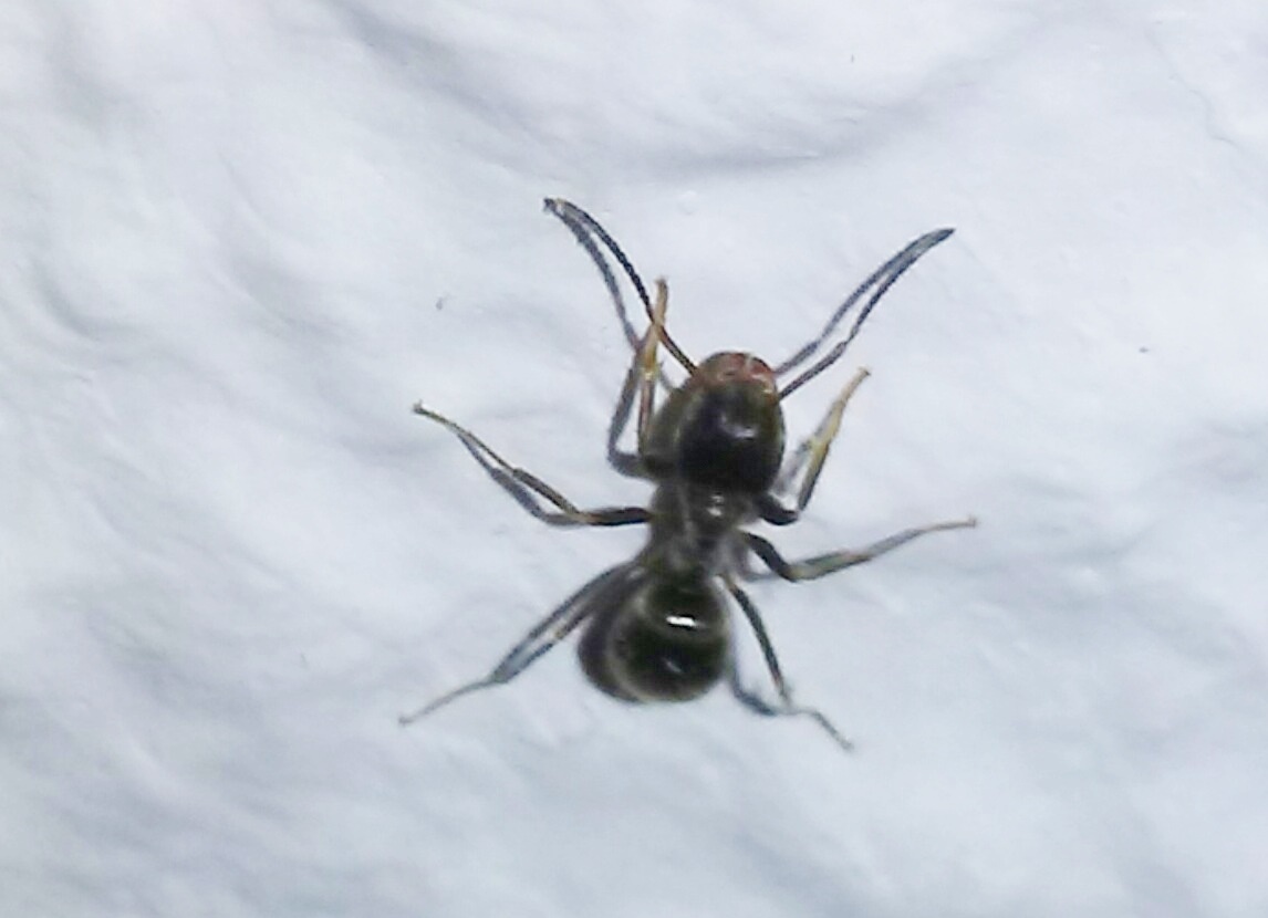 Lasius ??