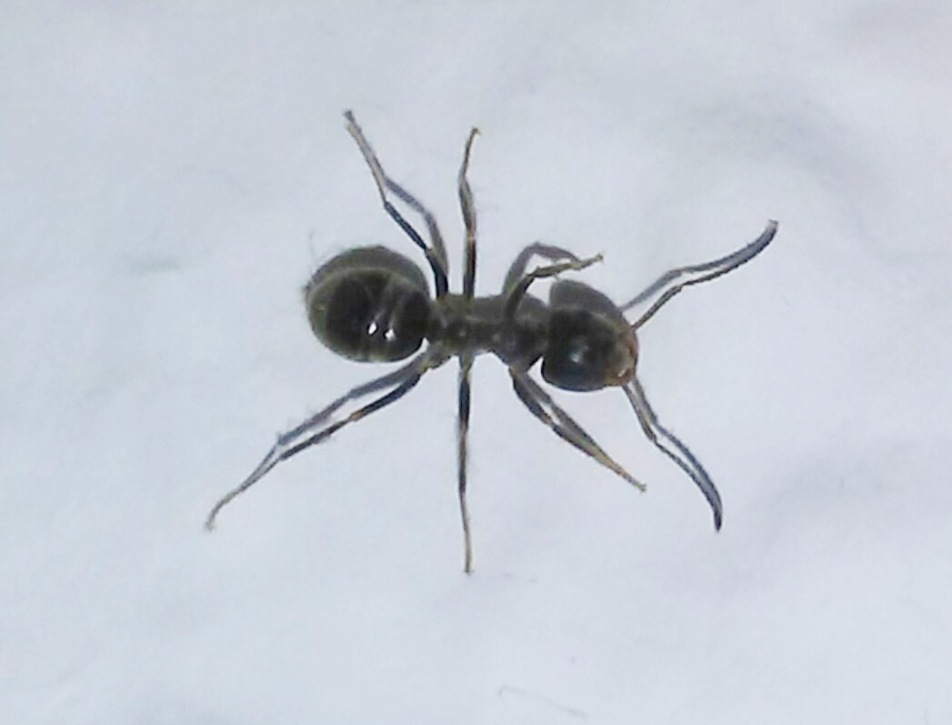 Lasius ??