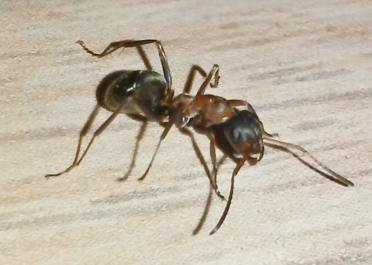 Formica rufibarbis ??