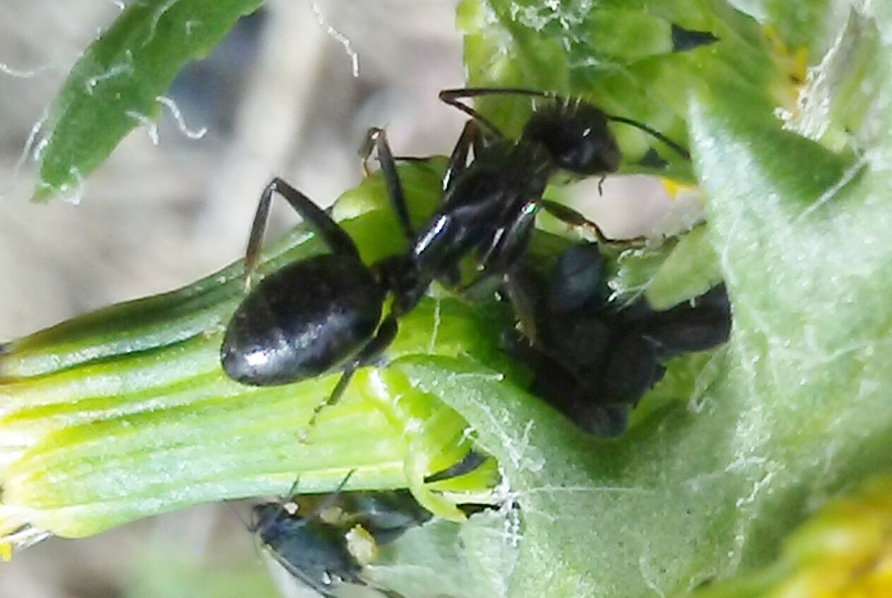 Ayuda id
