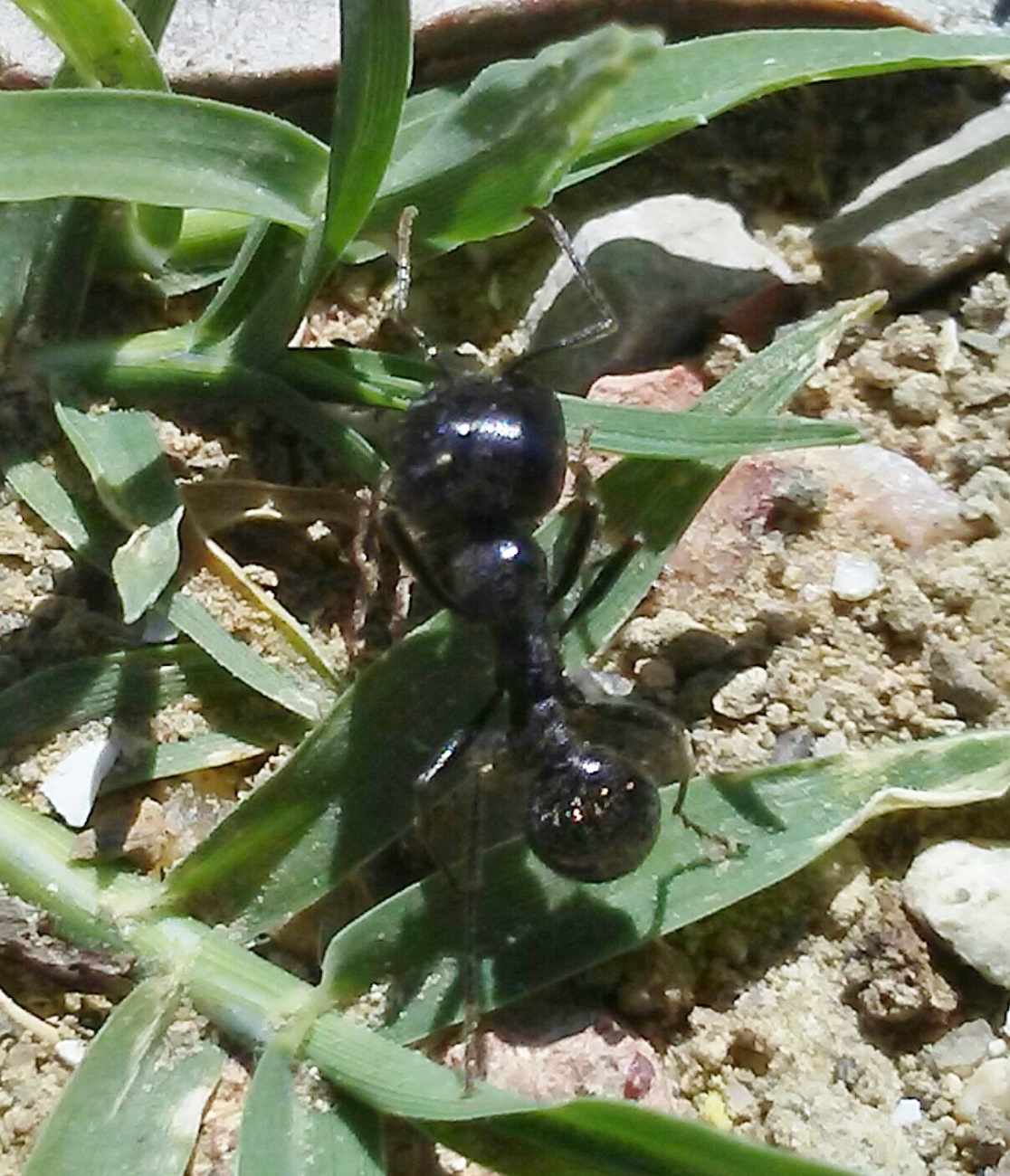 a identificar