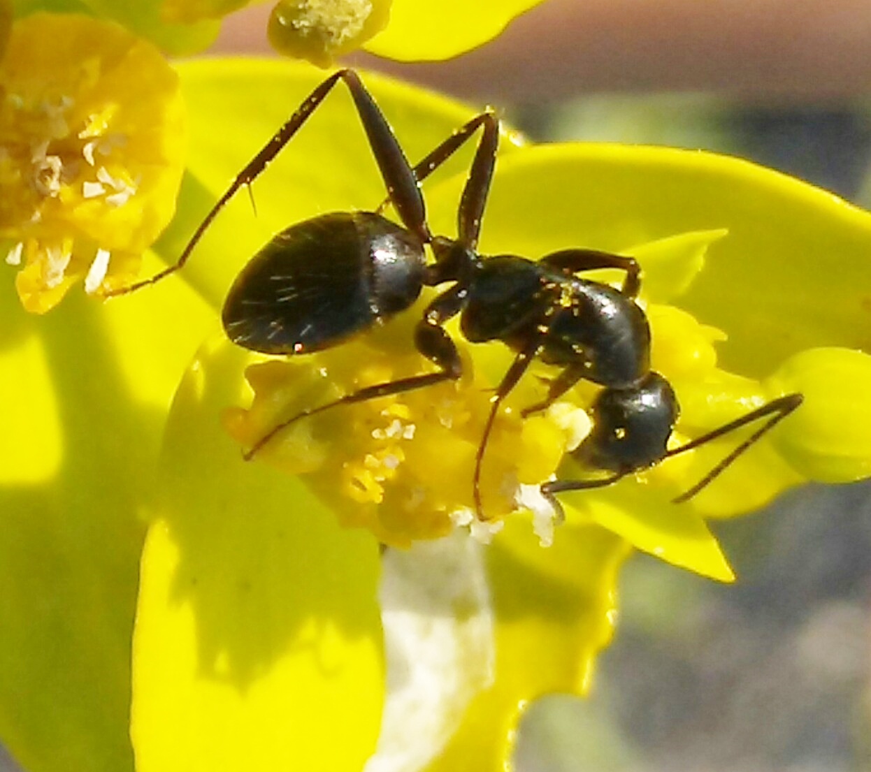 a identificar