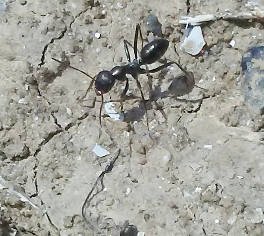 a identificar