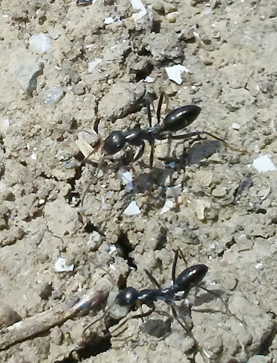 a identificar