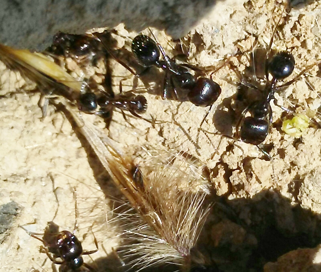 a identificar