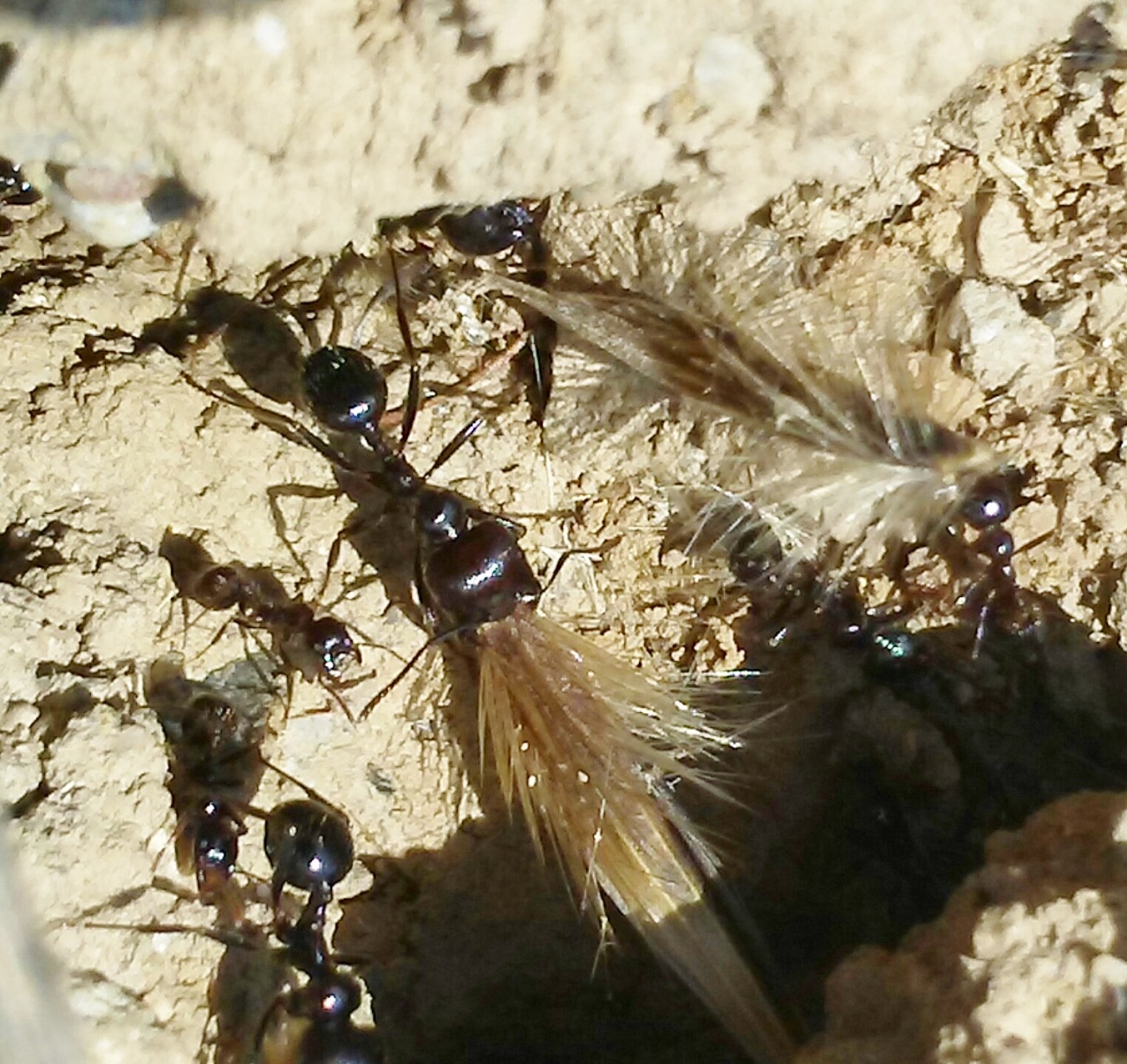 a identificar