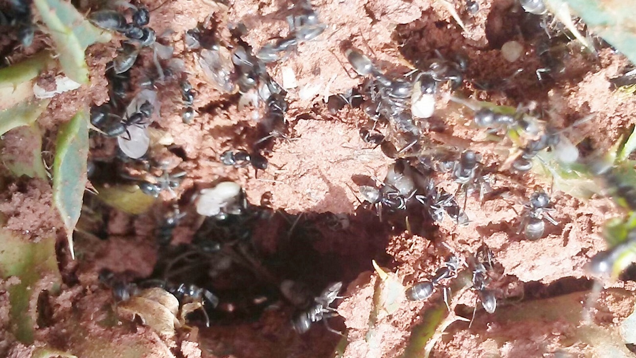 a identificar