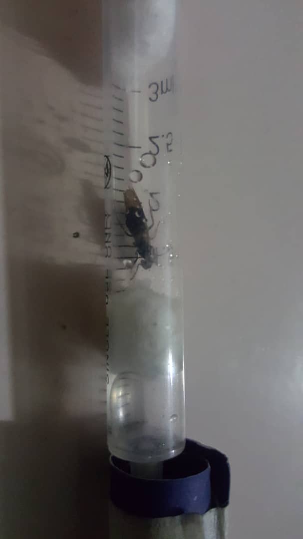 especie de reina