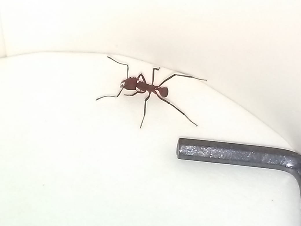 Hormiga  desconocida