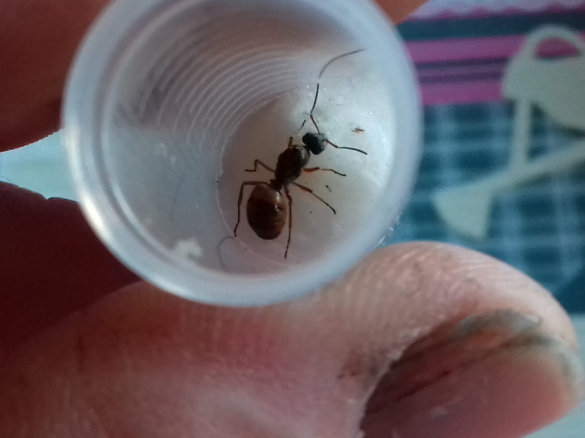 Hormiga sin identificar